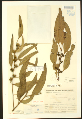 APII jpeg image of Eucalyptus hallii  © contact APII