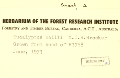 APII jpeg image of Eucalyptus hallii  © contact APII