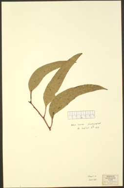 APII jpeg image of Eucalyptus hallii  © contact APII