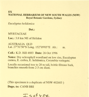 APII jpeg image of Eucalyptus helidonica  © contact APII