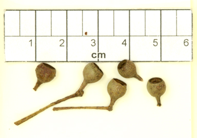 APII jpeg image of Eucalyptus helidonica  © contact APII