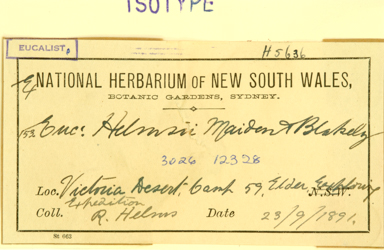 APII jpeg image of Eucalyptus platycorys  © contact APII