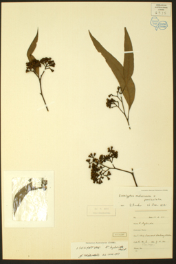 APII jpeg image of Eucalyptus moluccana x paniculata  © contact APII