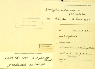 APII jpeg image of Eucalyptus moluccana x paniculata  © contact APII