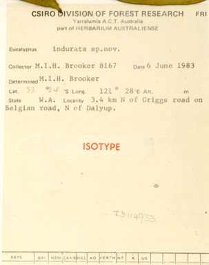 APII jpeg image of Eucalyptus indurata  © contact APII