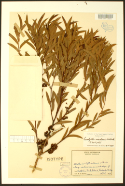 APII jpeg image of Eucalyptus insularis  © contact APII