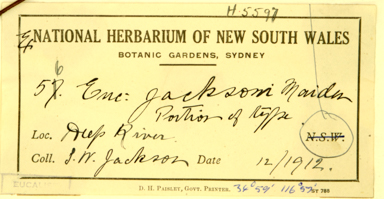 APII jpeg image of Eucalyptus jacksonii  © contact APII