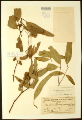 APII jpeg image of Eucalyptus ovata x viminalis  © contact APII