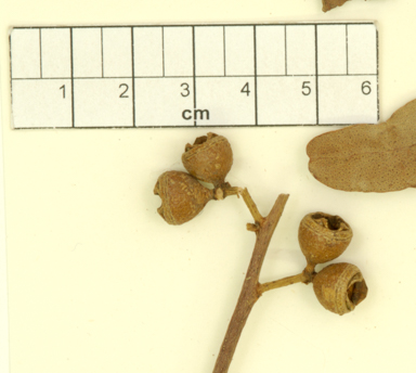 APII jpeg image of Eucalyptus ovata x viminalis  © contact APII