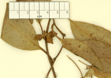 APII jpeg image of Eucalyptus ovata x viminalis  © contact APII