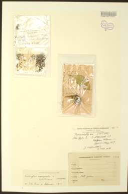 APII jpeg image of Eucalyptus marginata x preissiana  © contact APII