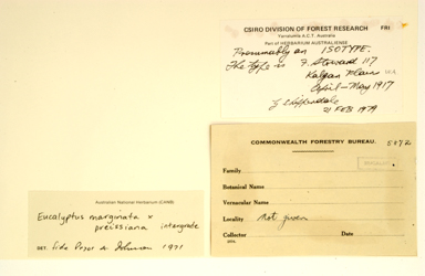 APII jpeg image of Eucalyptus marginata x preissiana  © contact APII