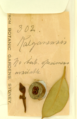 APII jpeg image of Eucalyptus marginata x preissiana  © contact APII