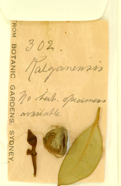 APII jpeg image of Eucalyptus marginata x preissiana  © contact APII