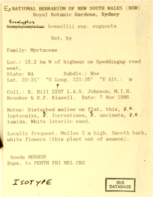 APII jpeg image of Eucalyptus kessellii subsp. eugnosta  © contact APII