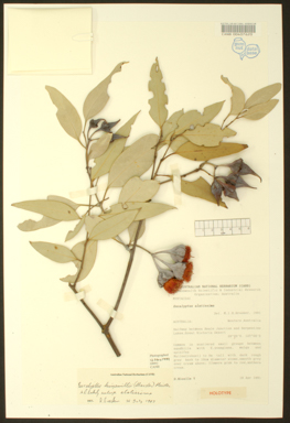 APII jpeg image of Eucalyptus kingsmillii subsp. alatissima  © contact APII