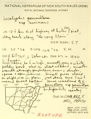APII jpeg image of Eucalyptus lacrimans  © contact APII