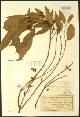 APII jpeg image of Eucalyptus stellulata x Eucalyptus sp. (stringybark)  © contact APII