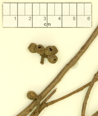 APII jpeg image of Eucalyptus stellulata x Eucalyptus sp. (stringybark)  © contact APII