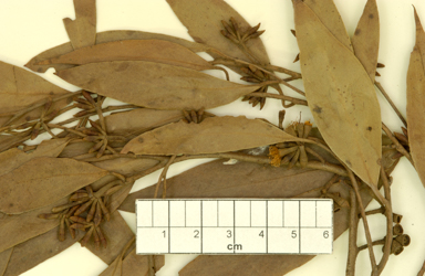 APII jpeg image of Eucalyptus stellulata x Eucalyptus sp. (stringybark)  © contact APII