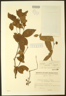 APII jpeg image of Eucalyptus stellulata x Eucalyptus sp. (stringybark)  © contact APII