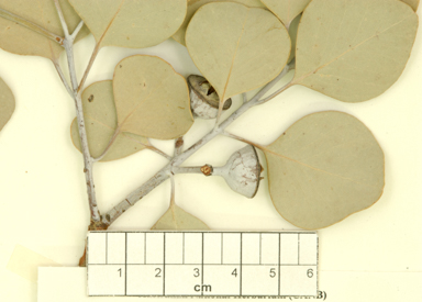 APII jpeg image of Eucalyptus orbifolia  © contact APII