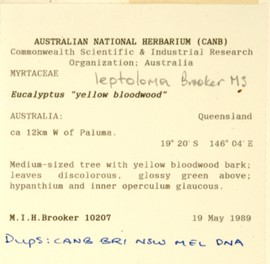 APII jpeg image of Eucalyptus leptoloma  © contact APII