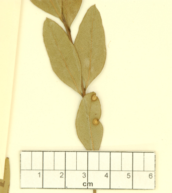 APII jpeg image of Eucalyptus foecunda  © contact APII