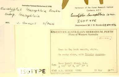 APII jpeg image of Eucalyptus leucophloia subsp. leucophloia  © contact APII