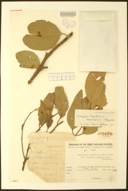 APII jpeg image of Eucalyptus longifolia x tereticornis  © contact APII