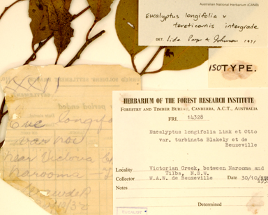 APII jpeg image of Eucalyptus longifolia x tereticornis  © contact APII