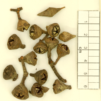 APII jpeg image of Eucalyptus longifolia x tereticornis  © contact APII