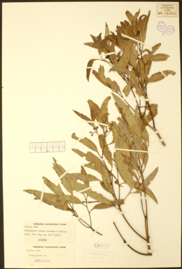 APII jpeg image of Eucalyptus lucens  © contact APII