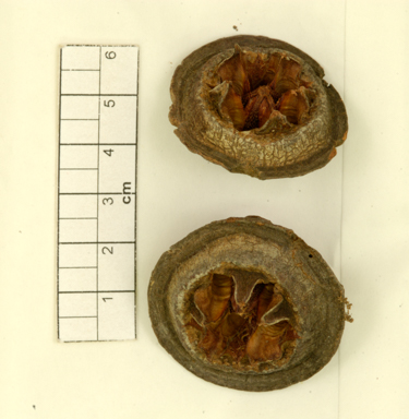 APII jpeg image of Eucalyptus macrocarpa subsp. elachantha  © contact APII