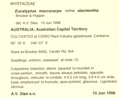 APII jpeg image of Eucalyptus macrocarpa subsp. elachantha  © contact APII