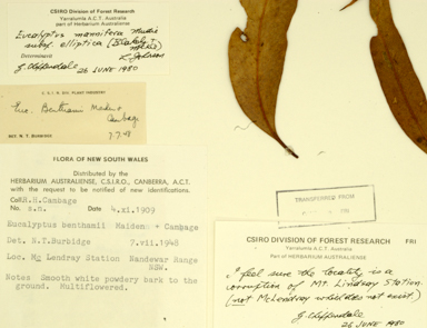 APII jpeg image of Eucalyptus elliptica  © contact APII