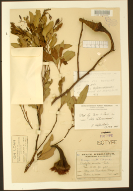 APII jpeg image of Eucalyptus megacornuta  © contact APII