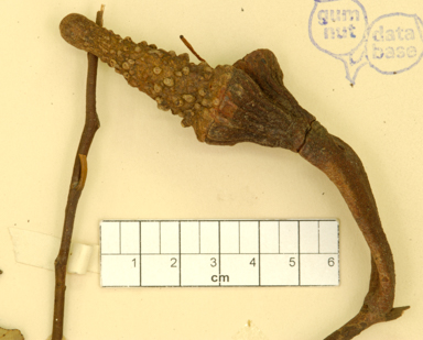 APII jpeg image of Eucalyptus megacornuta  © contact APII