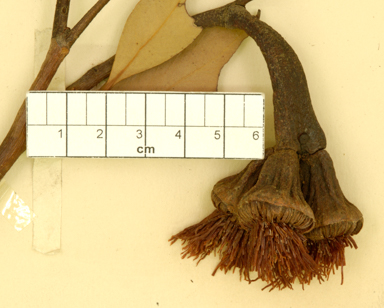 APII jpeg image of Eucalyptus megacornuta  © contact APII