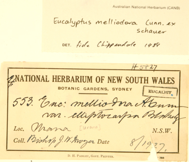 APII jpeg image of Eucalyptus melliodora  © contact APII