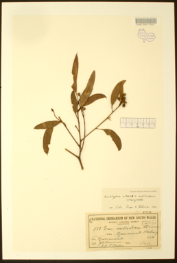 APII jpeg image of Eucalyptus albens x melliodora  © contact APII