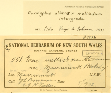 APII jpeg image of Eucalyptus albens x melliodora  © contact APII