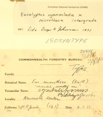APII jpeg image of Eucalyptus cyanoclada  © contact APII