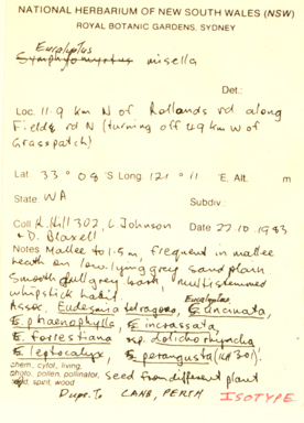 APII jpeg image of Eucalyptus misella  © contact APII