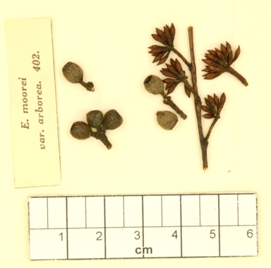 APII jpeg image of Eucalyptus moorei x piperita  © contact APII