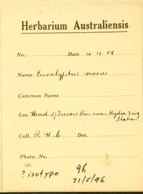 APII jpeg image of Eucalyptus moorei subsp. moorei  © contact APII
