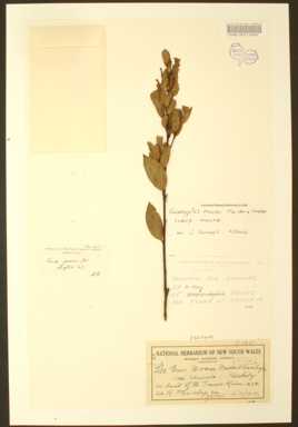 APII jpeg image of Eucalyptus moorei subsp. moorei  © contact APII