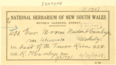 APII jpeg image of Eucalyptus moorei subsp. moorei  © contact APII