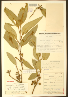 APII jpeg image of Eucalyptus robusta  © contact APII