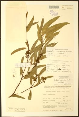 APII jpeg image of Eucalyptus myriadena  © contact APII
